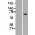 Western Blot: ABCE1 Lysate [NBL1-07183] - Western Blot experiments. 
Left-Control; Right -Over-expression Lysate for ABCE1
